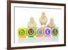 Ducks 007-Andrea Mascitti-Framed Photographic Print