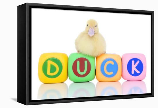 Ducks 009-Andrea Mascitti-Framed Stretched Canvas