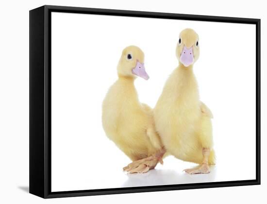 Ducks 010-Andrea Mascitti-Framed Stretched Canvas