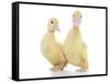 Ducks 010-Andrea Mascitti-Framed Stretched Canvas