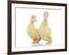 Ducks 010-Andrea Mascitti-Framed Photographic Print