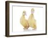 Ducks 010-Andrea Mascitti-Framed Photographic Print