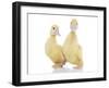Ducks 010-Andrea Mascitti-Framed Photographic Print