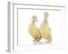 Ducks 010-Andrea Mascitti-Framed Photographic Print