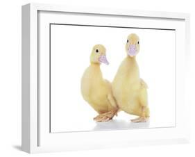 Ducks 010-Andrea Mascitti-Framed Photographic Print