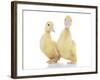 Ducks 010-Andrea Mascitti-Framed Photographic Print