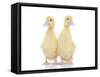 Ducks 011-Andrea Mascitti-Framed Stretched Canvas