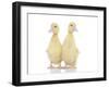 Ducks 011-Andrea Mascitti-Framed Photographic Print