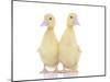 Ducks 011-Andrea Mascitti-Mounted Photographic Print