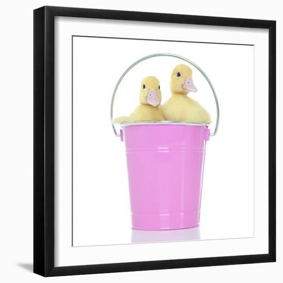 Ducks 012-Andrea Mascitti-Framed Photographic Print