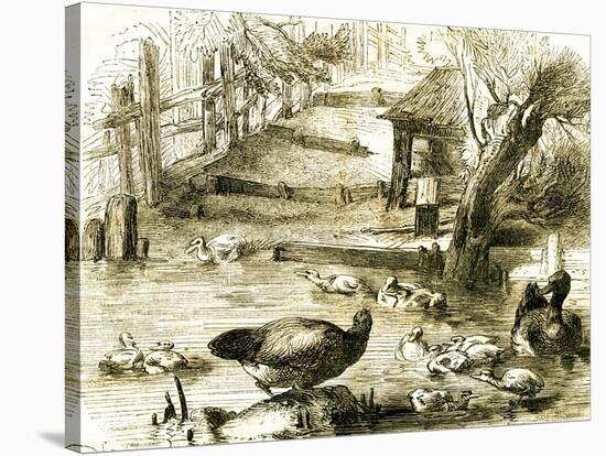 Ducks 19th Century-null-Stretched Canvas
