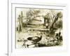 Ducks 19th Century-null-Framed Giclee Print