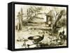 Ducks 19th Century-null-Framed Stretched Canvas