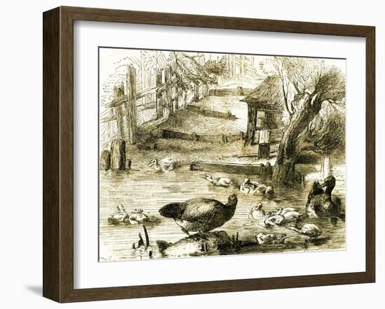 Ducks 19th Century-null-Framed Giclee Print