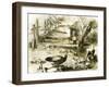 Ducks 19th Century-null-Framed Giclee Print