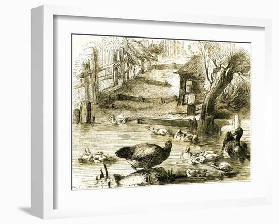 Ducks 19th Century-null-Framed Giclee Print