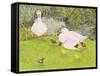 Ducks and Ducklings-Linda Benton-Framed Stretched Canvas