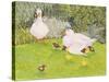 Ducks and Ducklings-Linda Benton-Stretched Canvas
