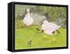 Ducks and Ducklings-Linda Benton-Framed Stretched Canvas