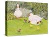 Ducks and Ducklings-Linda Benton-Stretched Canvas