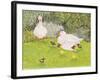 Ducks and Ducklings-Linda Benton-Framed Giclee Print