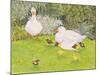 Ducks and Ducklings-Linda Benton-Mounted Giclee Print