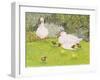 Ducks and Ducklings-Linda Benton-Framed Giclee Print