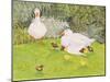 Ducks and Ducklings-Linda Benton-Mounted Giclee Print