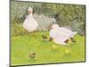 Ducks and Ducklings-Linda Benton-Mounted Premium Giclee Print