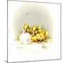 Ducks and Egg-Peggy Harris-Mounted Giclee Print