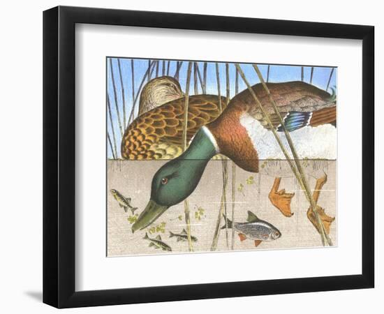 Ducks and Fish-null-Framed Art Print