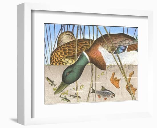 Ducks and Fish-null-Framed Art Print