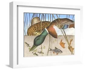 Ducks and Fish-null-Framed Art Print