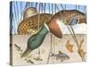 Ducks and Fish-null-Stretched Canvas