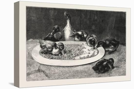 Ducks and Green Peas, 1876 Picture-John Charles Dollman-Stretched Canvas