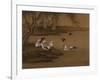 Ducks and Swallows. from an Album of Bird Paintings-Gao Qipei-Framed Giclee Print