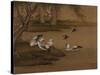 Ducks and Swallows. from an Album of Bird Paintings-Gao Qipei-Stretched Canvas