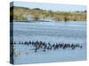Ducks and Wildlife in Salt Marsh, Florida, USA-Lisa S Engelbrecht-Stretched Canvas