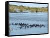 Ducks and Wildlife in Salt Marsh, Florida, USA-Lisa S Engelbrecht-Framed Stretched Canvas
