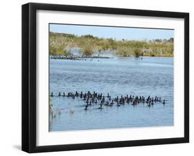 Ducks and Wildlife in Salt Marsh, Florida, USA-Lisa S Engelbrecht-Framed Photographic Print