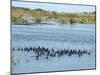 Ducks and Wildlife in Salt Marsh, Florida, USA-Lisa S Engelbrecht-Mounted Photographic Print