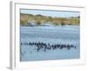 Ducks and Wildlife in Salt Marsh, Florida, USA-Lisa S Engelbrecht-Framed Photographic Print