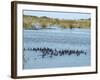 Ducks and Wildlife in Salt Marsh, Florida, USA-Lisa S Engelbrecht-Framed Photographic Print