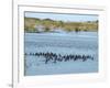 Ducks and Wildlife in Salt Marsh, Florida, USA-Lisa S Engelbrecht-Framed Photographic Print