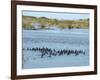 Ducks and Wildlife in Salt Marsh, Florida, USA-Lisa S Engelbrecht-Framed Photographic Print