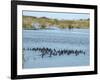 Ducks and Wildlife in Salt Marsh, Florida, USA-Lisa S Engelbrecht-Framed Photographic Print