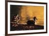 Ducks at Sunrise-FS Studio-Framed Giclee Print