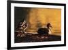 Ducks at Sunrise-FS Studio-Framed Giclee Print