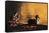 Ducks at Sunrise-FS Studio-Framed Stretched Canvas