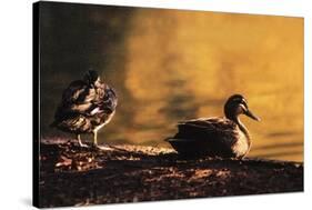 Ducks at Sunrise-FS Studio-Stretched Canvas